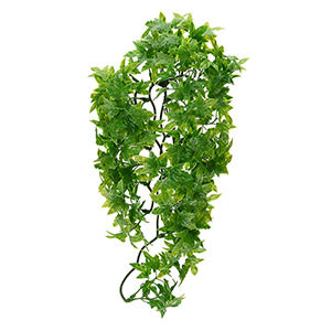 Naturalistic Flora - Congo Ivy