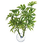 Naturalistic Flora - Amazonian Phyllo