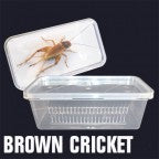 Brown Crickets