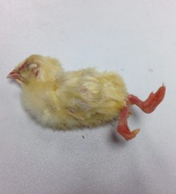 Frozen Chick