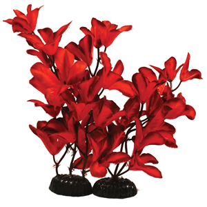 Glandulosa Red Silk Plant
